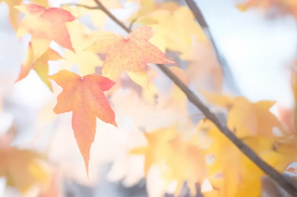 The seasons shine bright